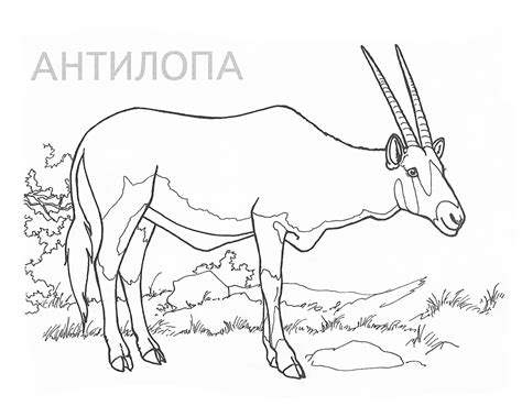 Розмальовка Антилопа