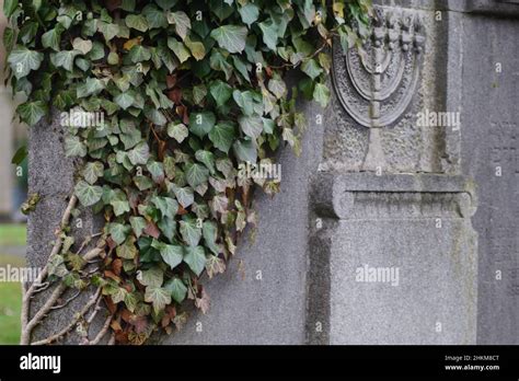 Efeu auf jüdischem Grabstein in Mülheim Stock Photo Alamy