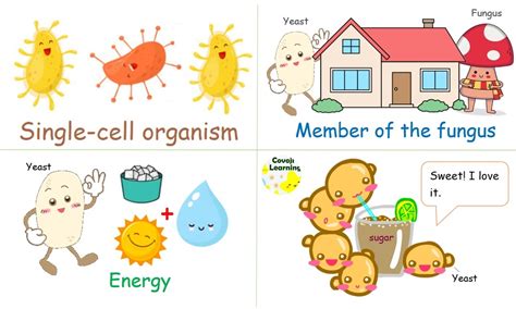 yeast covoji learning