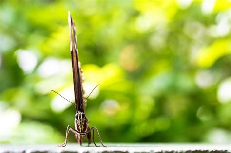 Premium Photo Blue Morpho Butterfly Closed Wings Macro