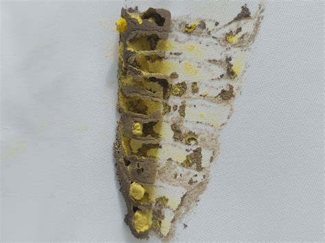 Insect Nest Identification Rinsect