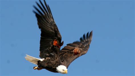 Bald Eagle Hatched At San Francisco Zoo Spotted 20 Years Later In