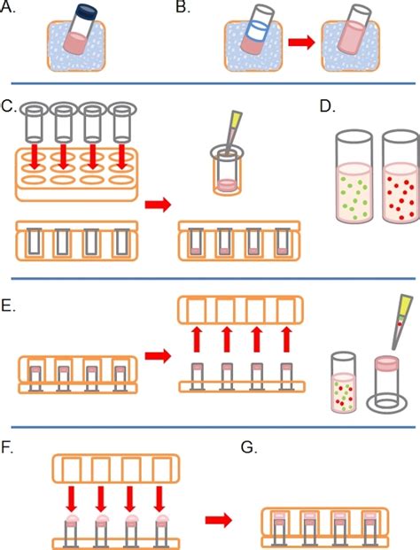 Modeling And Imaging 3 Dimensional Collective Cell Invasion Protocol