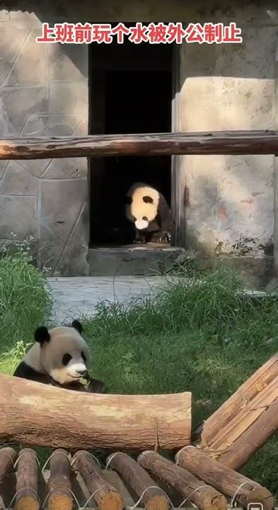 大熊猫 Panda 大熊猫莽小五 上班前玩水被外公制止 Youtube