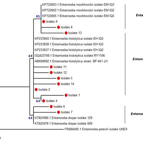 Phylogenetic Tree For Entamoeba Species Genes Constructed By The Download Scientific Diagram