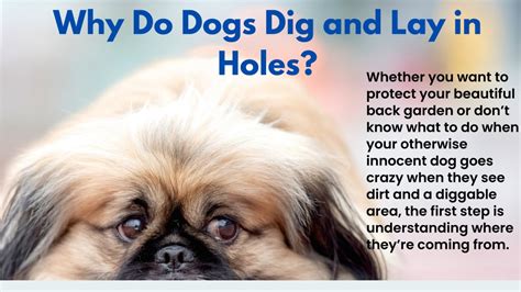 Ppt Why Do Dogs Dig Understanding Why Dogs Love Digging Holes