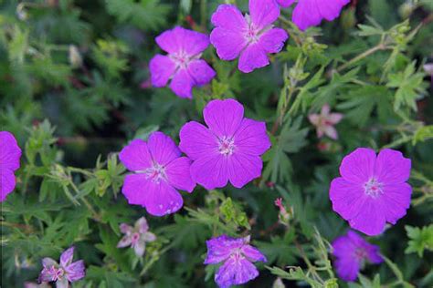 Geranium Sanguineum New Hampshire Purple Ooievaarsbek Appeltern