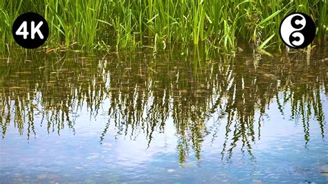 3 Hours Of Trickling Water Sounds And Bird Sounds No Music Youtube