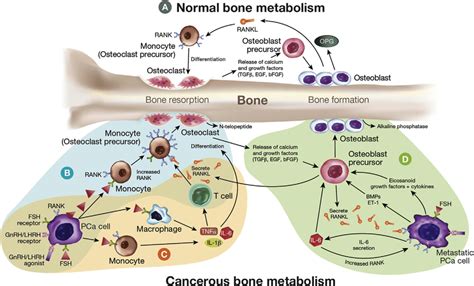 Evolution Of Osteoblasts And Osteoclasts Of Bone