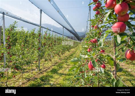 Intensive Fruit Production Or Orchard With Crop Protection Nets In