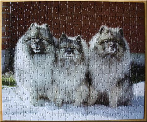 Keeshond Puzzle By Ryoo 09 On Deviantart