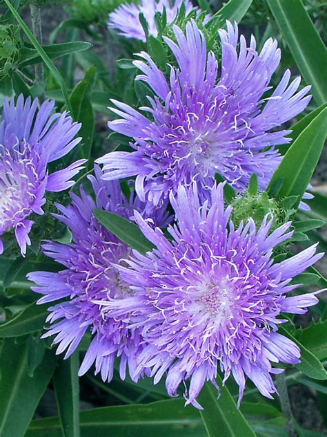 Stokesia Bluestone | Bluestone Perennials