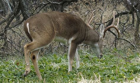 Understanding The Second Whitetail Deer Rut Bowhuntingnet