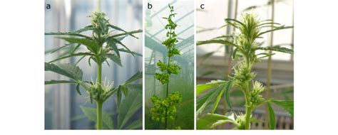 Inflorescences Found In Dioecious And Monoecious Hemp A Female And B Download Scientific