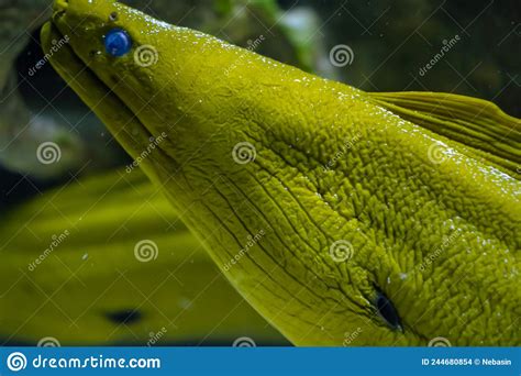 Head Of Green Moray Eel Fish In The Aquarium Stock Photo Image Of