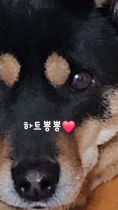 눈빛으로 말해요~ 구독과좋아요 ️진돗개일상 Doglover Dog 진돗개까미 진돗개는사랑입니다 Koreadog