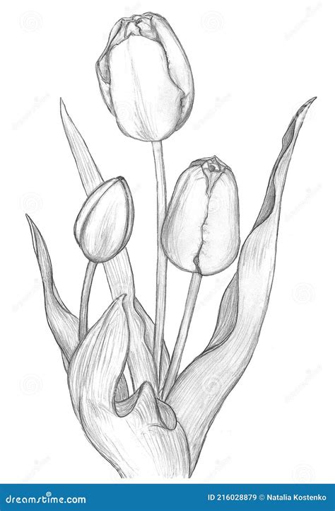 L Piz Dibujo Flores Tulipanes Stock De Ilustraci N Ilustraci N De