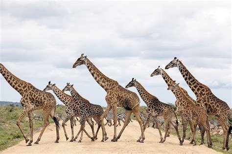 Giraffes Are Running by 1001slide