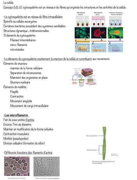 Le Cytosquelette Lecture Notes La Cellule Concept Le