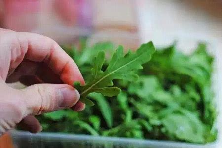 Руккола - что это? Польза и вред, вкус, состав