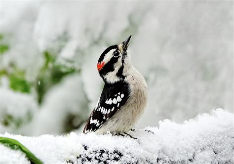 Downy Woodpecker In Winter Photograph By Lyuba Filatova Fine Art America