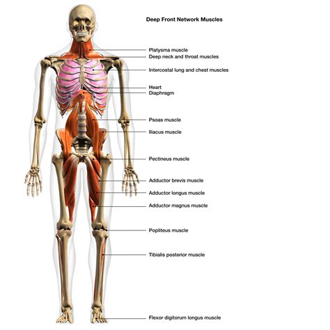 Deep Anatomy Definition