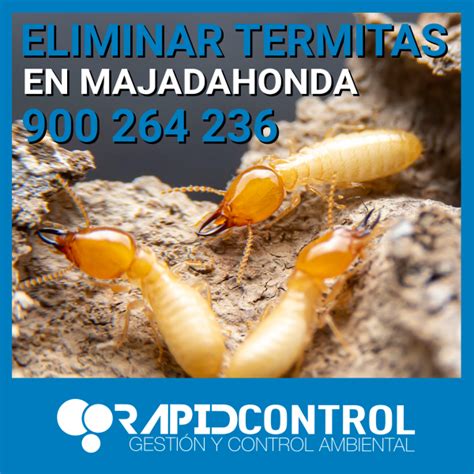 Eliminar Termitas En Majadahonda Expertos En Tratamientos