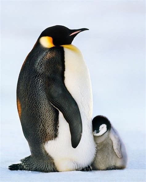 Antarctic Animals wallpaper. | Baby penguins, Penguins, Emperor penguin