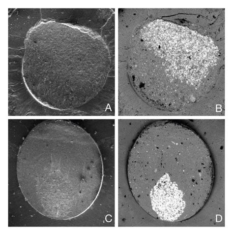 Scanning Electron Microscopy Sem With Secondary Electron Se A C