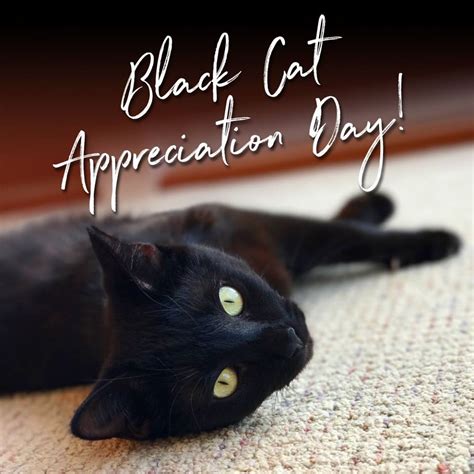 National Black Cat Appreciation Day Wishes Images Whatsapp Images