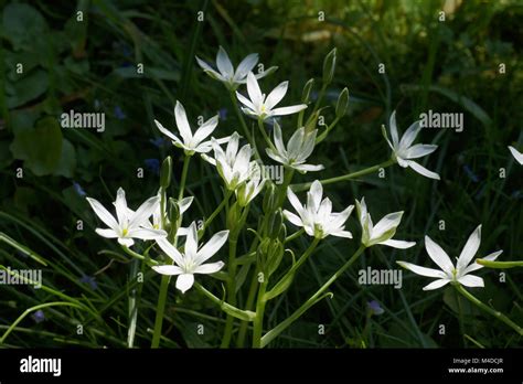 Ornithogalum Umbellatum Garden Star Of Bethlehem Stock Photo Alamy