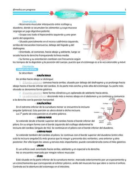 Est Mago Completo Generalidades Relaciones Vascularizaci N E