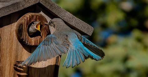 Mountain Bluebird Bird Facts Sialia Currucoides Wiki Point