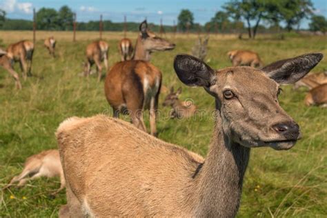 Deer Grazing In Field Stock Photo Image Of Mule Animals 80095174