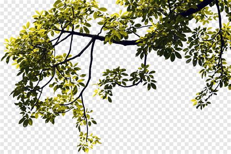 Tree Tree Branch Leaves Foliage Branches Nature Landscape Png