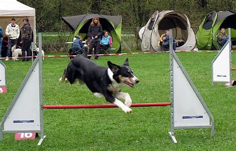Free Images : dogs, active, hundesport, dog like mammal, animal sports ...