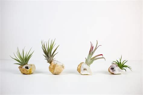 Three Air Plants In Small Rocks On A White Surface