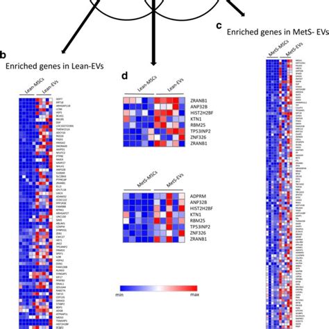 Enrichment Of MRNAs In Lean And MetS EVs A Of 16 656 Annotated Genes