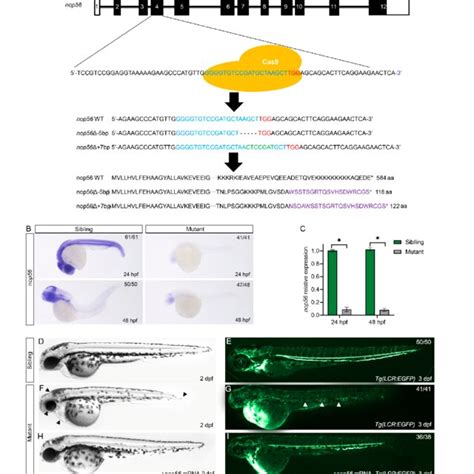 Generation Of A Nop56 Mutation Using The CRISPR Cas9 System A