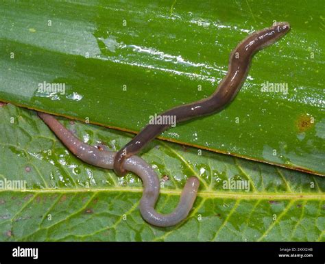New Zealand Flatworm Catching An Earthworm Stock Photo Alamy