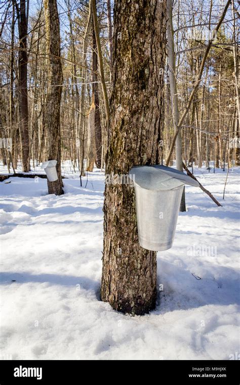 Metal Bucket For Collection Maple Sap For Maple Syrup At Springtime