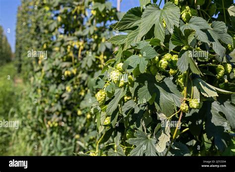 Baroda Michigan Hops Growing At Hop Head Farms In West Michigan