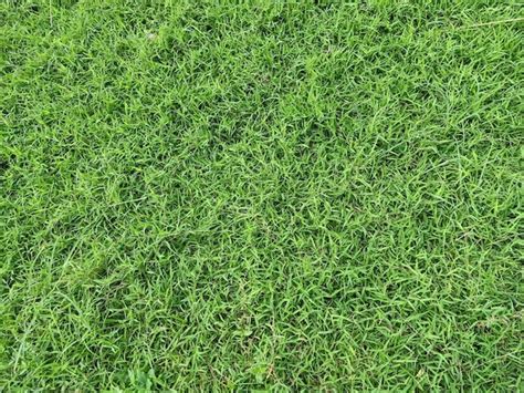 Premium Photo Bermuda Grass Plant Texture Background