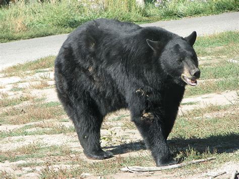 American Black Bear | Coniferous Forest