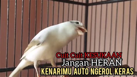 Kenari Gacor Speed Rapat Cuit Cuit Ngerol Tajam Ampuh Untuk