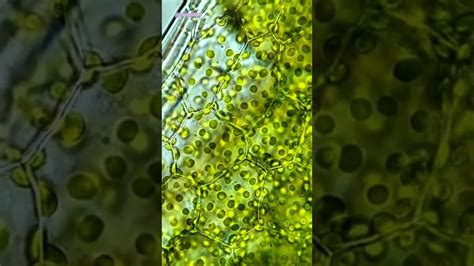 Chloroplasts Under Microscope (600x) - YouTube