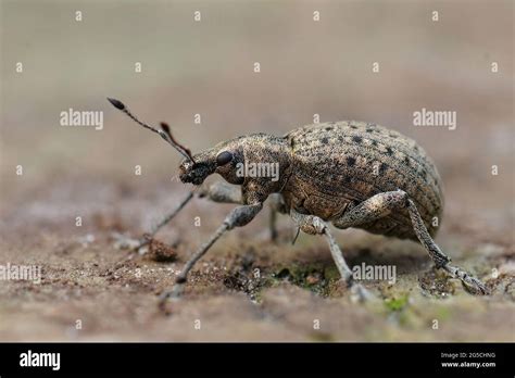 Primer plano de un gorgojo parásito de la planta cuyas larvas viven 2