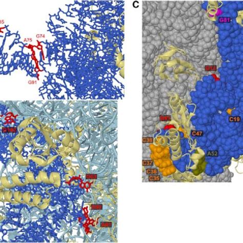 Cryo Em Structures Of B Subtilis Strain 168 70s Ribosome Pdb 3j9w Download Scientific