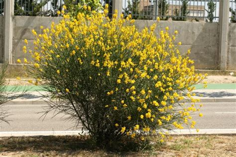 Cuidados De La Spartium Junceum Una Hermosa Retama De Olor