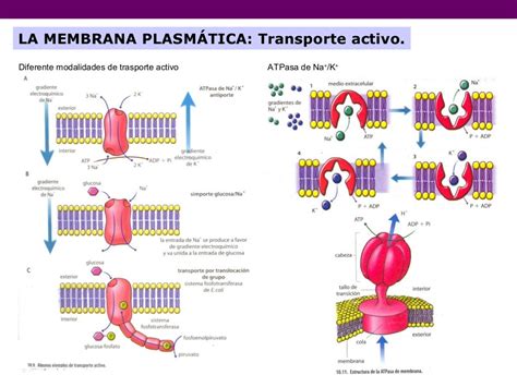 Transporte a través de membranas